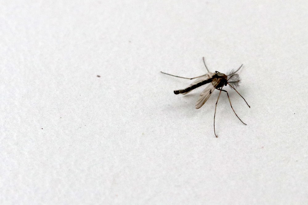 Stechmücken vertreiben - so werden Sie Mücken in der Wohnung los 