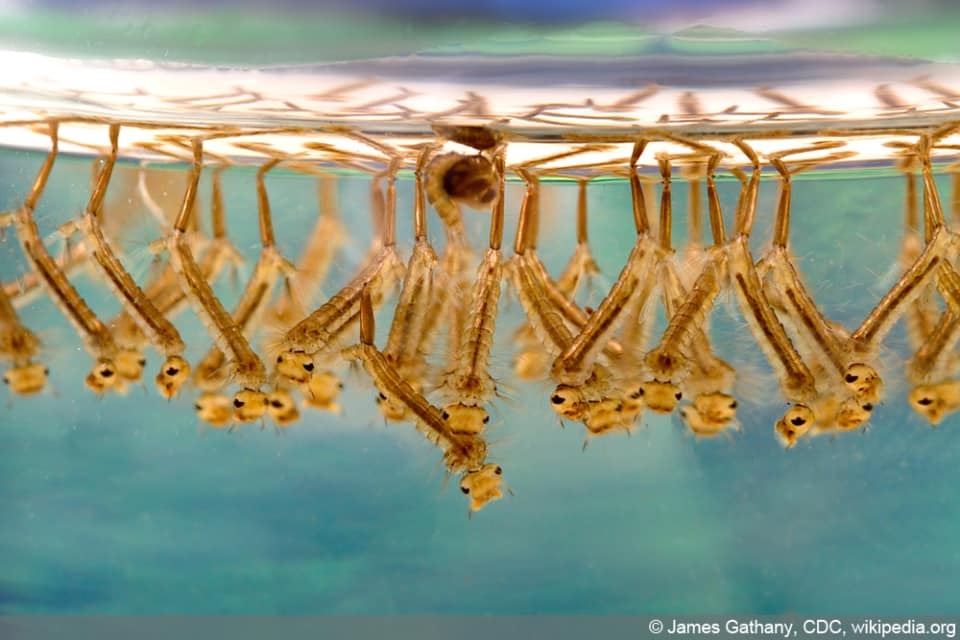 Mückenlarven töten effektiv in Regentonne und Teich bekämpfen