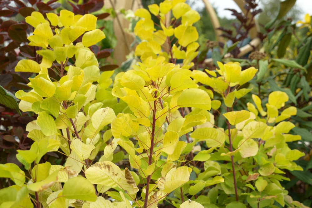 Perückenstrauch - Cotinus coggygria