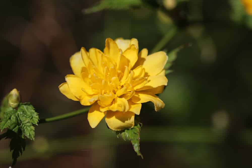 Ranunkelstrauch - Kerria japonica