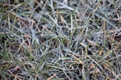 Schwefelsaures Ammoniak für den Rasen AmmoniumsulfatDünger