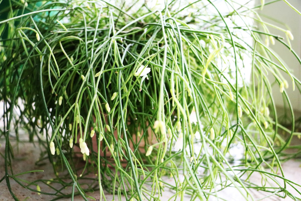 Rhipsalis cassutha