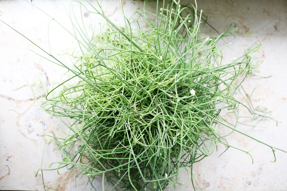 Rhipsalis cassutha