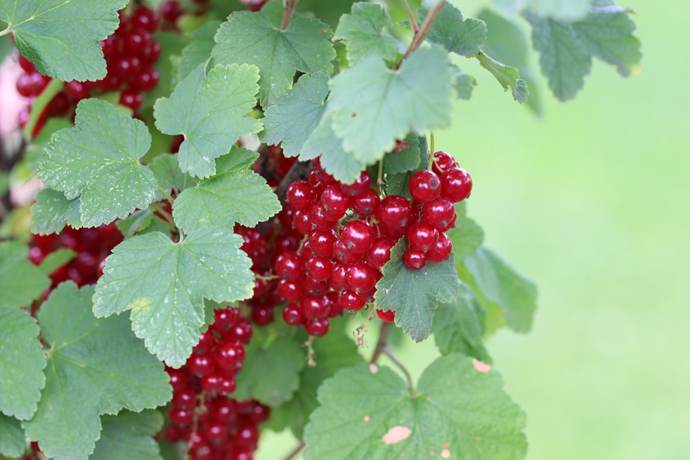 rote Johannisbeere - Ribes rubrum