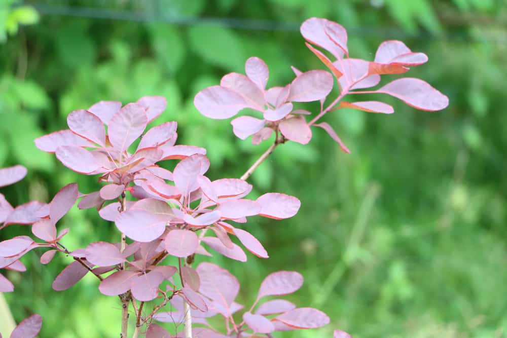 roter Perückenstrauch - Cotinus coggygria - 'Royal Purple'