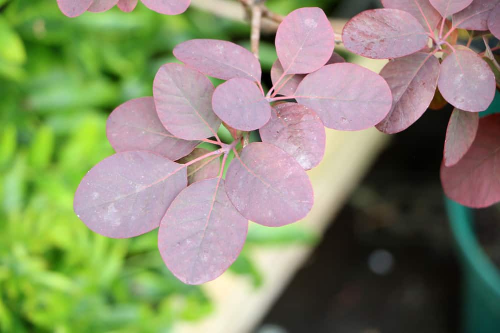 roter Perückenstrauch - Cotinus coggygria - 'Royal Purple'