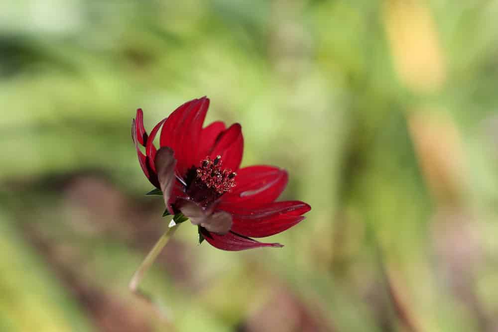 Schokoladen-Kosmee - Cosmos atrosanguineus