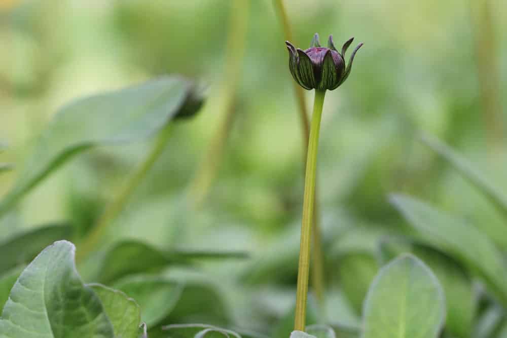 Schokoladen-Kosmee - Cosmos atrosanguineus - Knospe