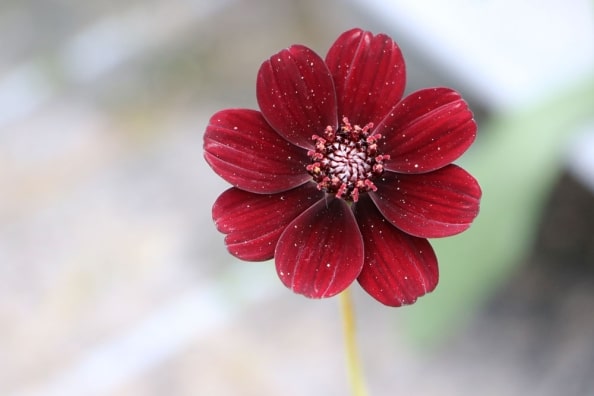 SchokoladenKosmee (Cosmos atrosanguineus) Pflege und Überwintern