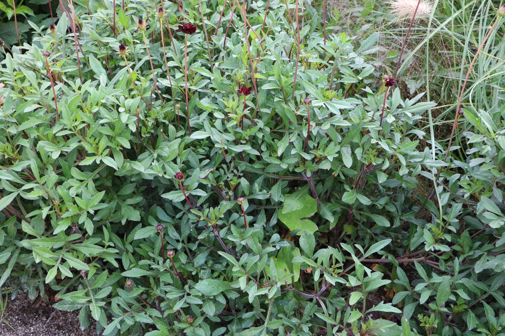 Schokoladen-Kosmee - Cosmos atrosanguineus Strauch