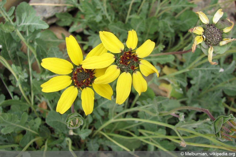 Schokoladenblume, Berlandiera lyrata - Pflege und berwintern -  Hausgarten.net