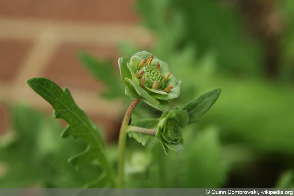 Schokoladenblume - Berlandiera lyrata