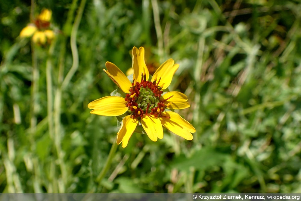 Schokoladenblume - Berlandiera lyrata