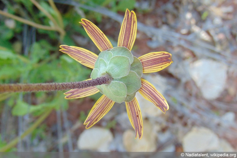 Schokoladenblume - Berlandiera lyrata