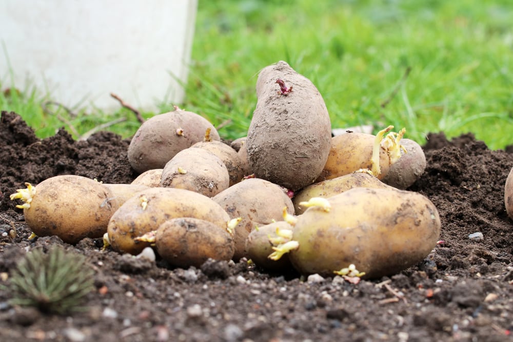 Solanum tuberosum - Kartoffeln