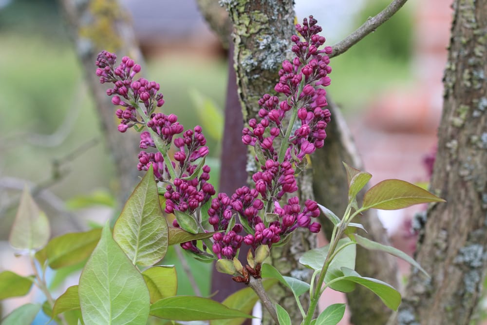 Sommerflieder - Schmetterlingsflieder - Buddleja