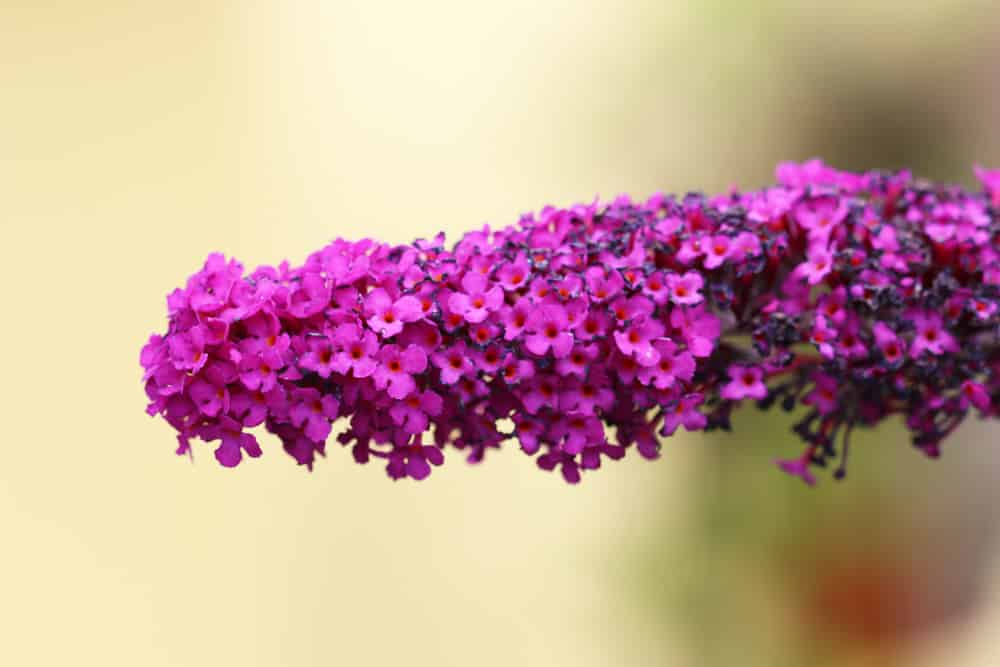 Sommerflieder - Schmetterlingsflieder - Buddleja