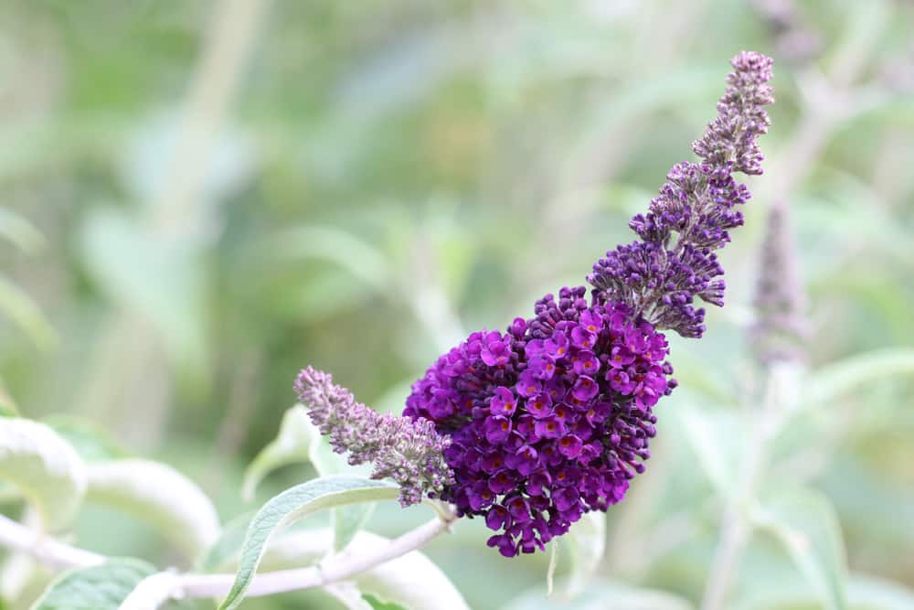 Schmetterlingsstrauch - Sommerflieder - Buddleja - Schmetterlingsflieder