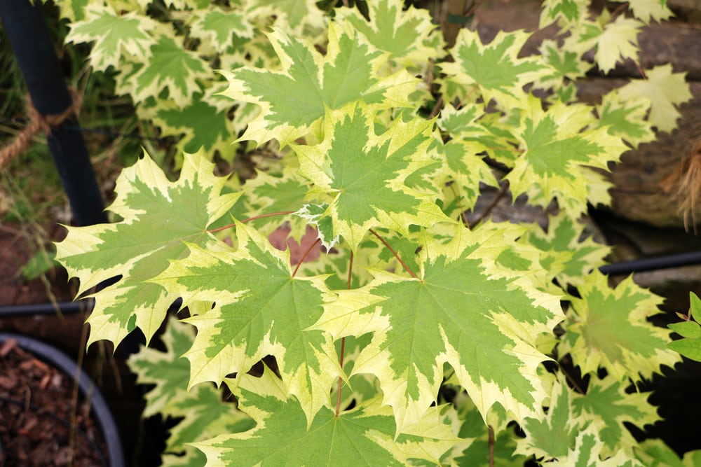 Spitzahorn - Acer platanoides