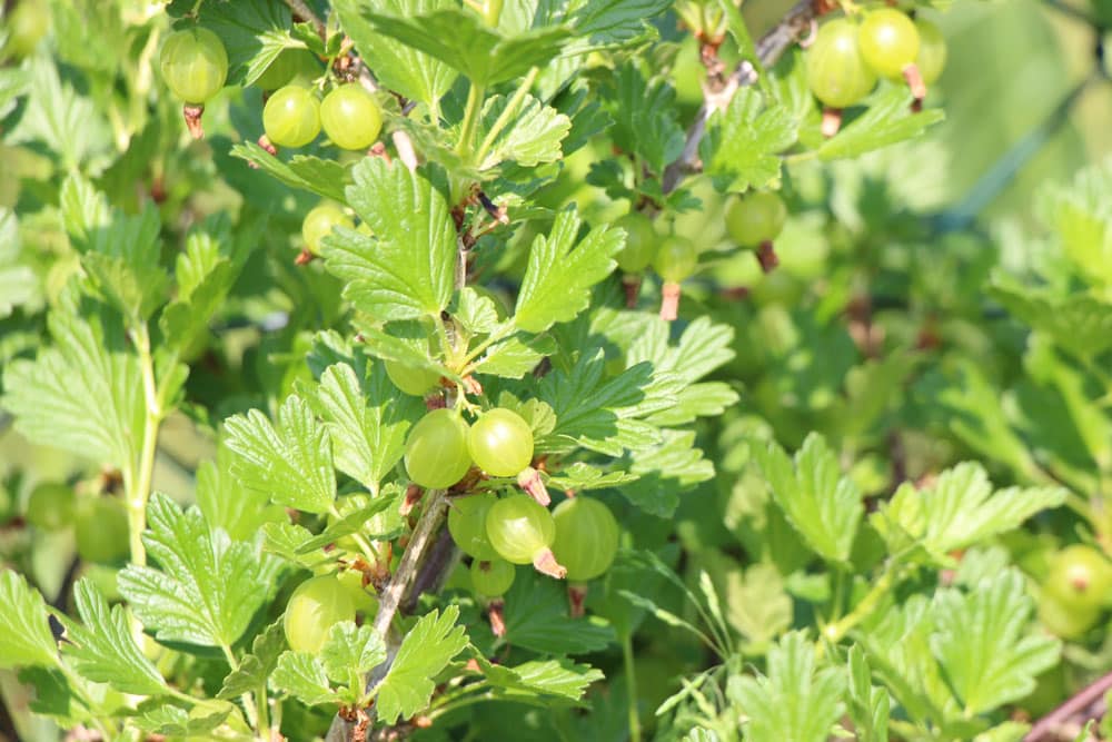 Zeitpunkt zum Stachelbeeren schneiden