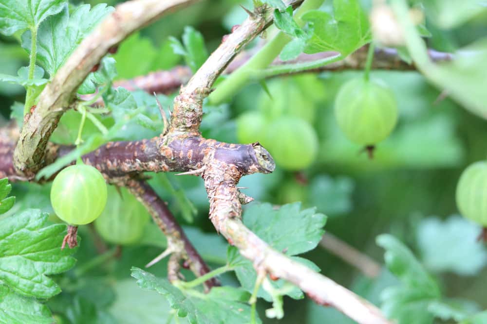 Stachelbeeren schneiden - Anleitung