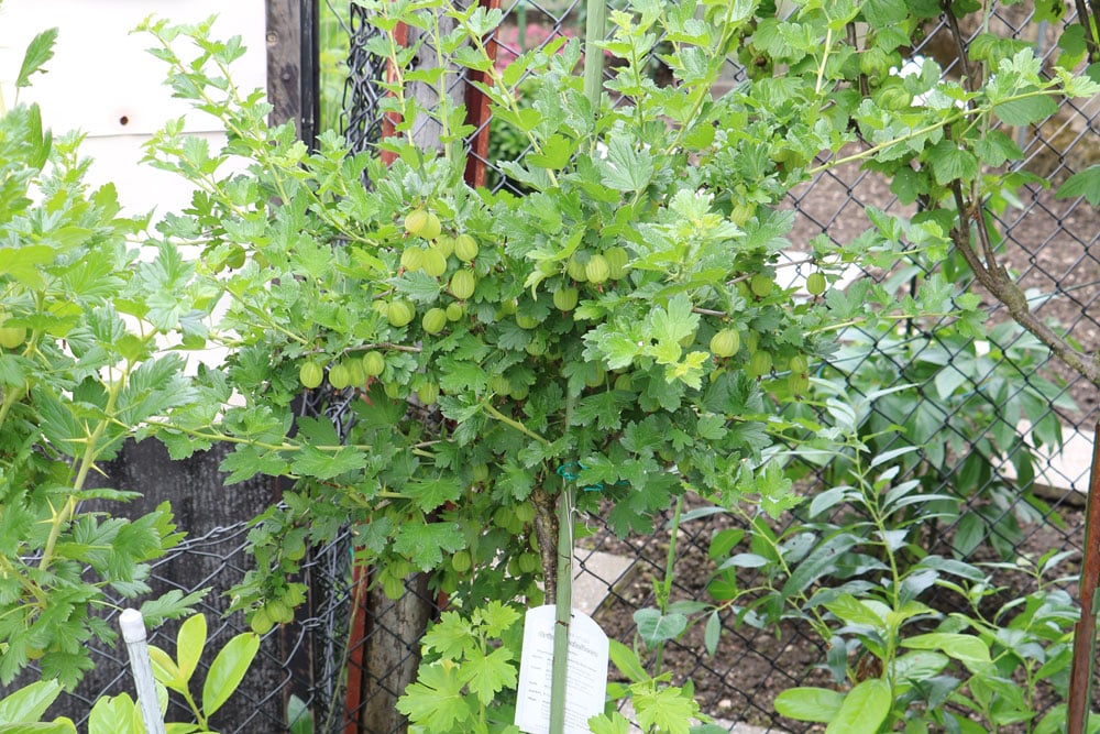 Stachelbeeren zurecht schneiden