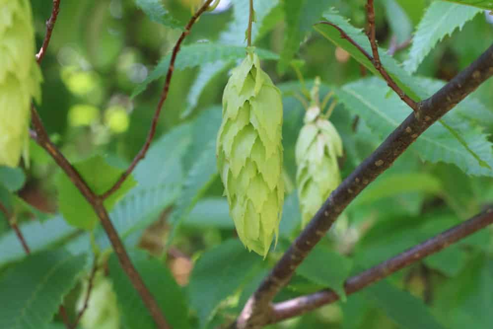 Hainbuche schneiden