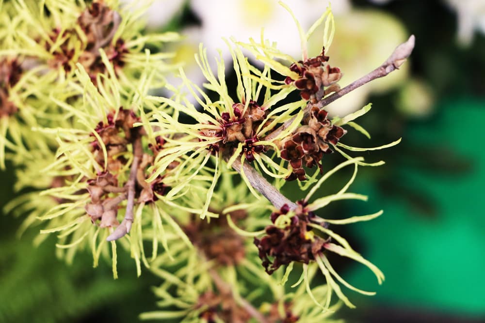 Zaubernuss - Hamamelis intermedia