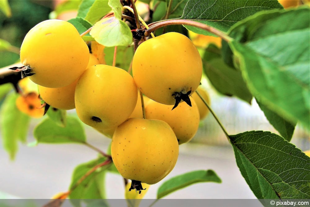 Zierapfel schneiden