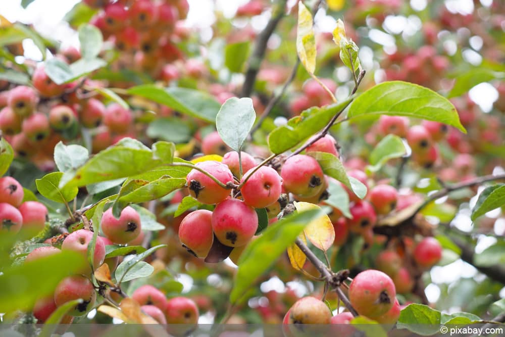 Zierapfel schneiden