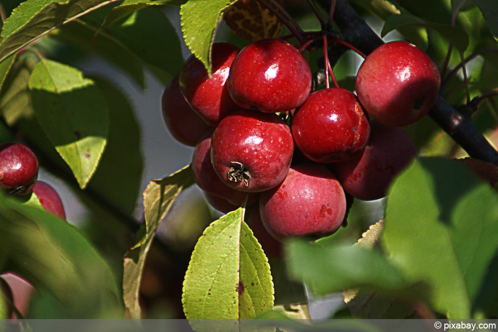 Zierapfel