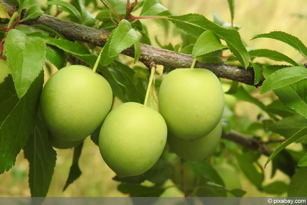 Zierpflaume - Kirschpflaume - Prunus cerasifera - Myrobalane - Blutpflaume
