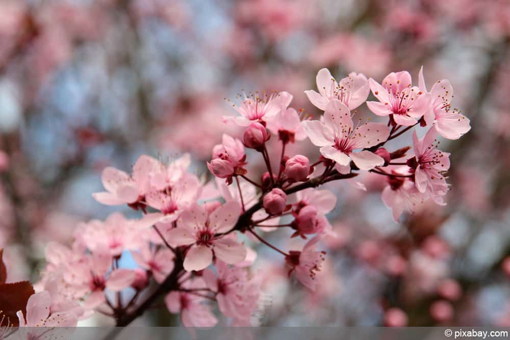 Zierpflaume - Kirschpflaume - Prunus cerasifera - Myrobalane - Blutpflaume