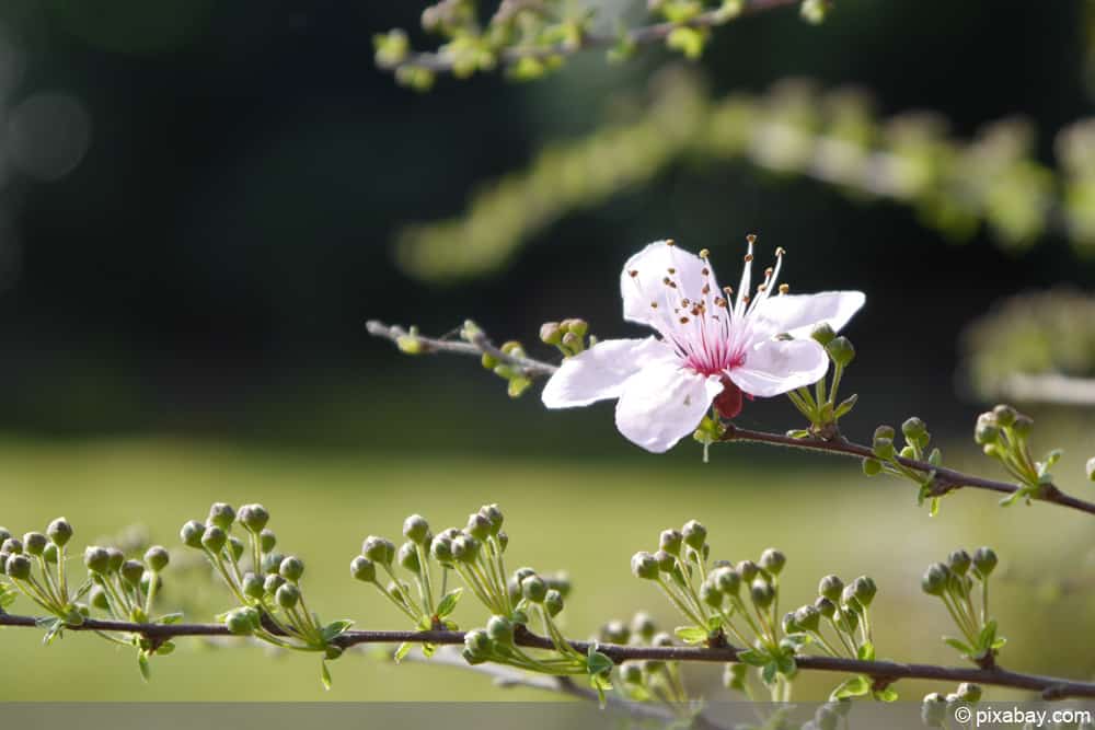 Zierpflaume - Kirschpflaume - Prunus cerasifera - Myrobalane - Blutpflaume