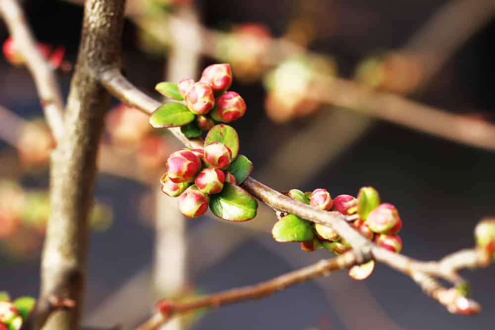 Zierquitte - Chaenomeles