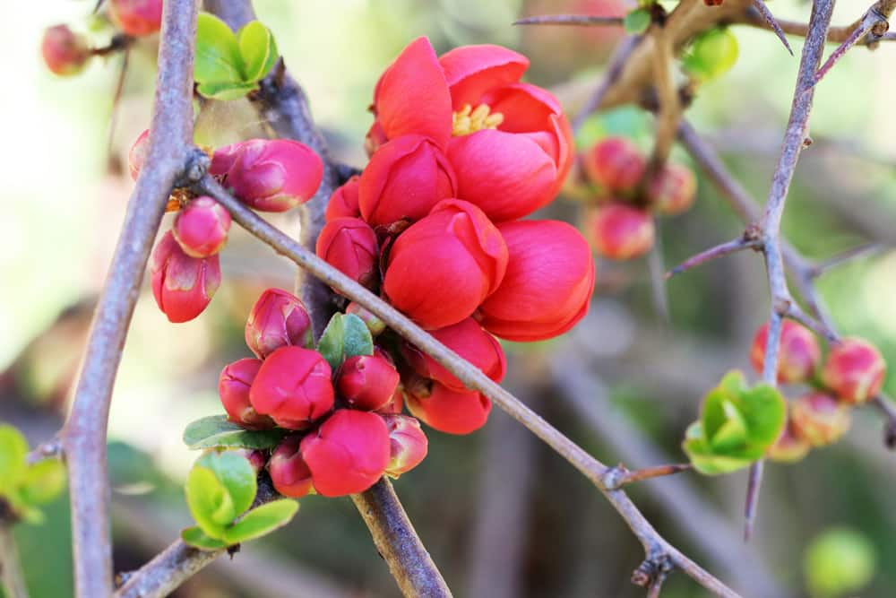 Zierquitte - Chaenomeles