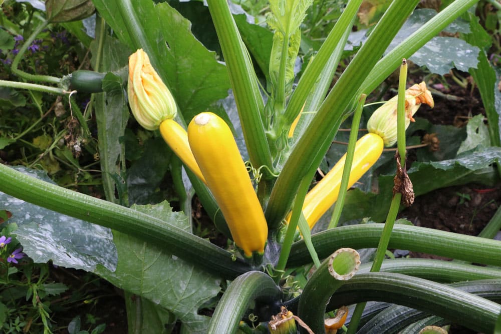 Zucchini ernten