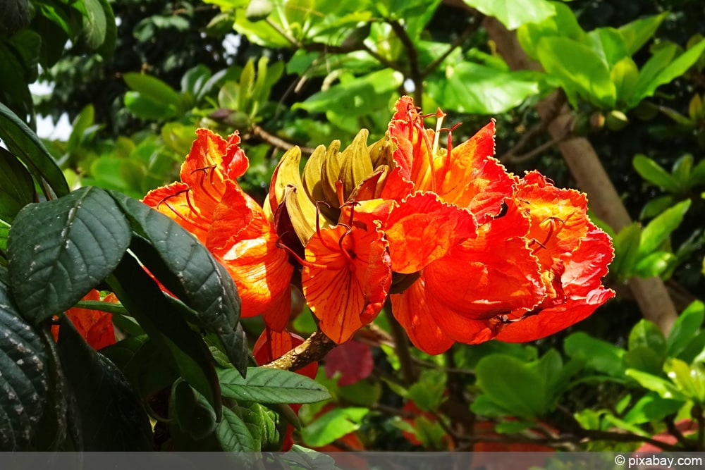 afrikanischer Tulpenbaum - Spathodea campanulata