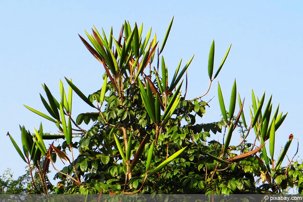 afrikanischer Tulpenbaum - Spathodea campanulata