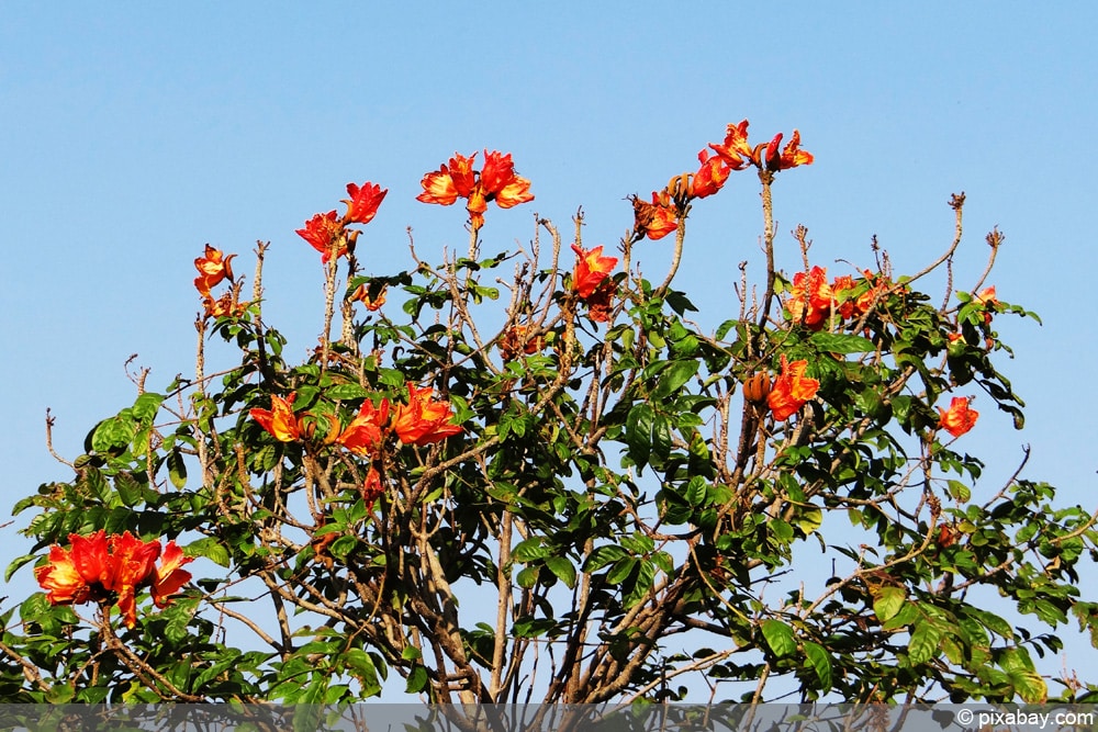 afrikanischer Tulpenbaum - Spathodea campanulata
