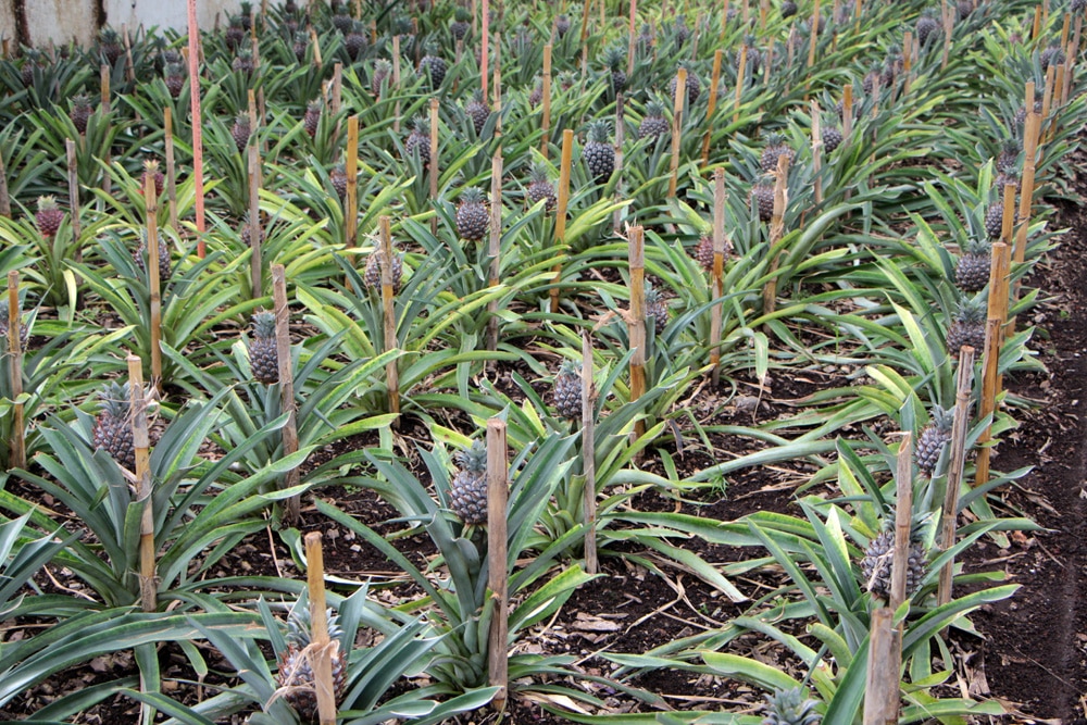 Zierananas - Ananas comosus