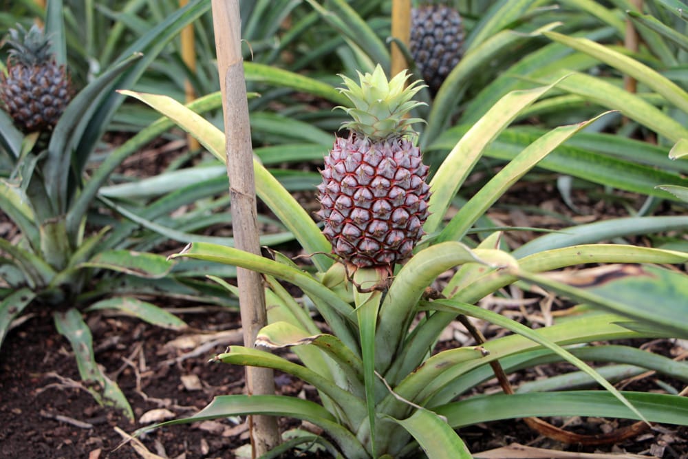 Zierananas - Ananas comosus