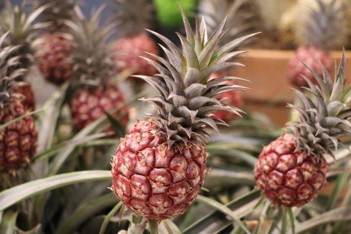 Ananas Comosus