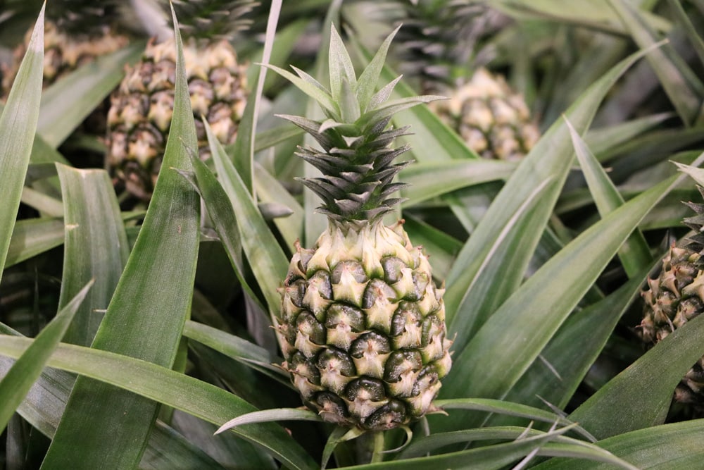 Zierananas - Ananas comosus