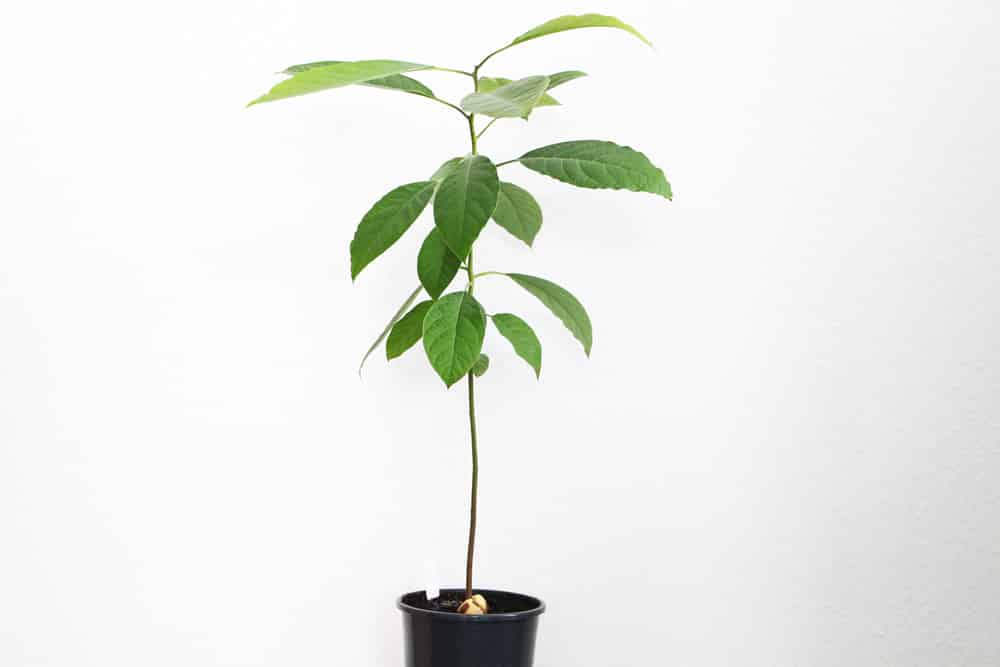 cornus mas variegata Cornus mass 'variegata' Dogwood – Bleuwood Nursery main image 0