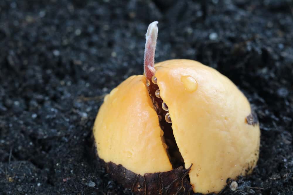 Avocado-Pflanze selber züchten