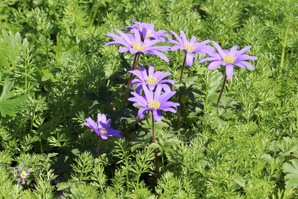 Balkan-Windröschen - Anemone blanda