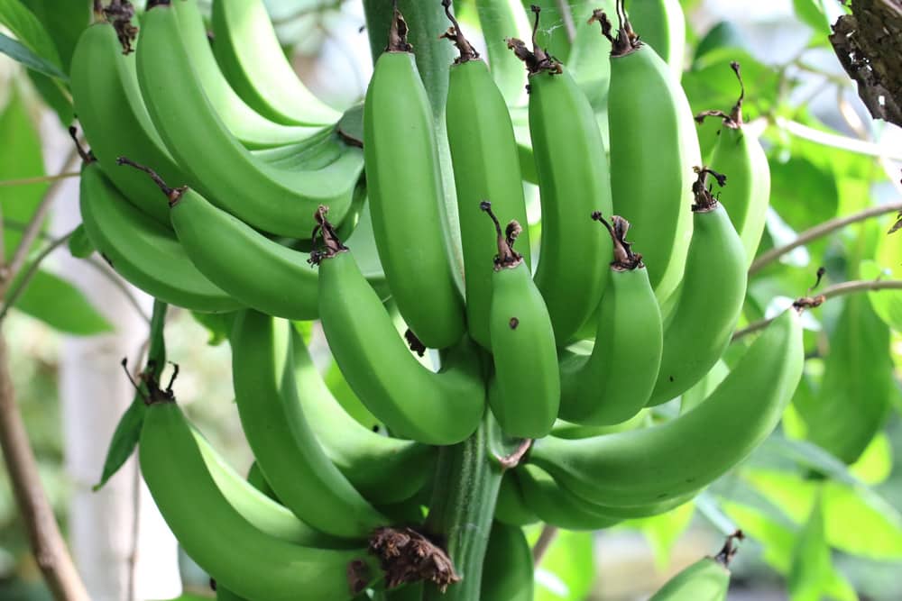 Banane - Musa basjoo