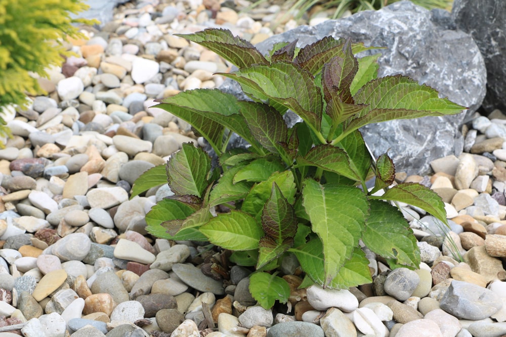 Bauernhortensie - Hydrangea macrophylla - Gartenhortensie