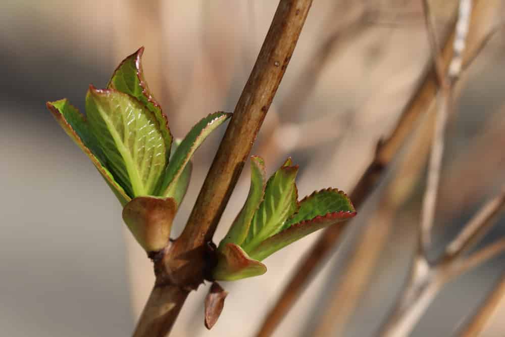 Bauernhortensie